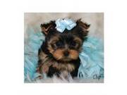 adorable tea-cup YORKSHIRE TERRIER PUPPIES FOR ADOPTION