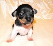 Male baby Chihuahua chiwawa puppy Pure Bred