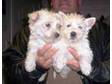 West highland Terrier puppies