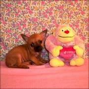 potty and toilet trained ckc chihuahua puppy for a lovely family