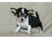 Chihuahua puppy for adoption