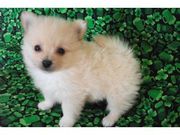Cheerful Pomeranian Puppy for rehoming