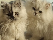luxruious Persian kittens for sale (tea cup)