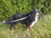 Bernese male stud for hire