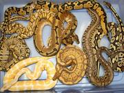 Tamed Ball Python Snakes