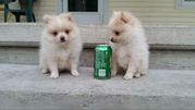 Pomeranian puppies for .Txt 970--360--8363