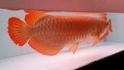 Chili Red,  Asian Red,  Super Red Arowana fish and many other species 