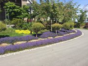 Abbotsford Landscape Maintenance  By Transformations Landscaping