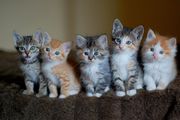 Get your purrfect companion in a world of Maine Coon kittens.