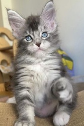 Maine Coon kittens are like  (314)-617-5512