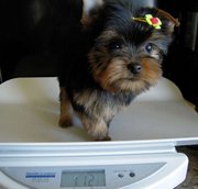 T-cup yorkshire terrier,  Cute Crystal is available