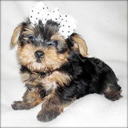 Charming Cute Yorkie Puppy For Adoption