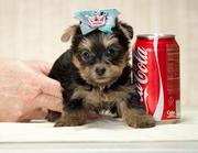 CUTE YORKIE PUPPIES FOR FREE ADOPTION
