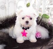Outstanding  Male and Female Maltese Puppies For Adoption