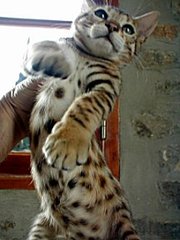  Ocelot caracals serval bengal and Savannah F1 TO F5 Kittens for sale 
