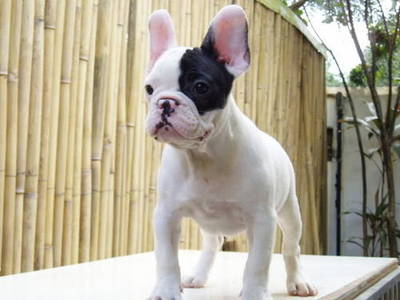 puppies bulldog french quality abbotsford dogs contact information