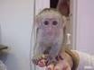 WE HAVE THIS SWEET PET CAPUCHIN MONKEY FOR ADOPTION