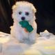 Pretty T-Cup Male And Female Maltese Puppies for Free Adoption.