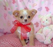 happy birthday chihuahua puppies for your home