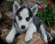 siberian husky puppies for sale ready to meet new homes